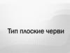 Тип Плоские черви