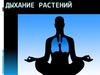 Дыхание растений