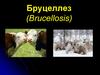 Бруцеллез. Классификация клинических форм