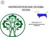 Морфологические основы почки