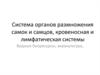 Система органов размножения самок и самцов, кровеносная и лимфатическая системы