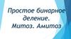 Простое бинарное деление. Митоз. Амитоз