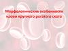 Морфологические особенности крови крупного рогатого скота