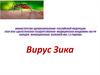 Вирус Зика
