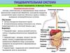 Органы пищеварения, их функции. Питание. Пищеварительная система