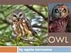 Owl. Owl in art