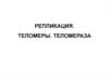 Репликация. Теломеры. Теломераза