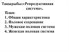 Репродуктивная система