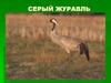 Серый журавль