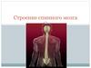 Строение спинного мозга