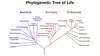 Phylogenetic tree of Life