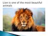 Lion is one of the most beautiful animals