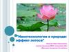 Нанотехнологии в природе: эффект лотоса
