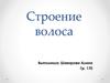 Строение волоса