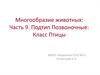 Многообразие животных: Подтип Позвоночные. Класс Птицы
