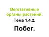 Вегетативные органы растений. Побег