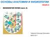 Основы анатомии и физиологии. Физиология почек (часть 2) лекция 18