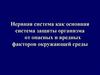 Нервная система как основная система защиты организма от опасных и вредных факторов окружающей среды
