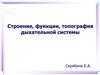 Строение, функции, топография дыхательной системы