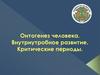 Онтогенез человека. Внутриутробное развитие. Критические периоды