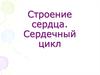 Строение сердца. Сердечный цикл