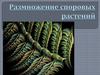 Размножение споровых растений
