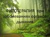 Фитотерапия при заболеваниях органов дыхания