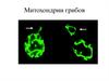 Митохондрии грибов