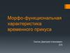 Морфо-функциональная характеристика временного прикуса