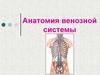 Анатомия венозной системы
