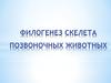 Филогенез скелета позвоночных животных