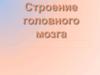 Строение головного мозга
