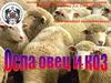 Оспа овец и коз