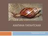 Ахатина гигантская