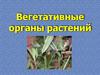 Вегетативные органы растений