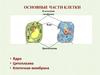 Основные части клетки