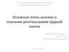 Анализ и описание рентгенограмм грудной клетки