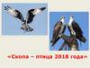 Скопа - птица 2018 года