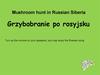 Mushroom hunt in Russian Siberia