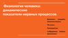 Физиология человека: динамические показатели нервных процессов