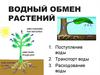 Водный обмен растений