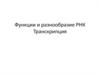 Функции и разнообразие РНК. Транскрипция