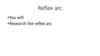 Reflex arc