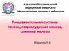 Пищеварительная система: печень, поджелудочная железа, слюнные железы