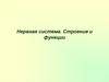 Нервная система. Строение и функции