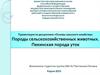 Породы сельскохозяйственных животных. Пекинская порода уток
