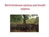 Вегетативные органы растений: корень