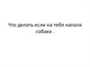 Что делать, если на тебя напала собака