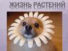 Жизнь растений