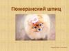 Померанский шпиц